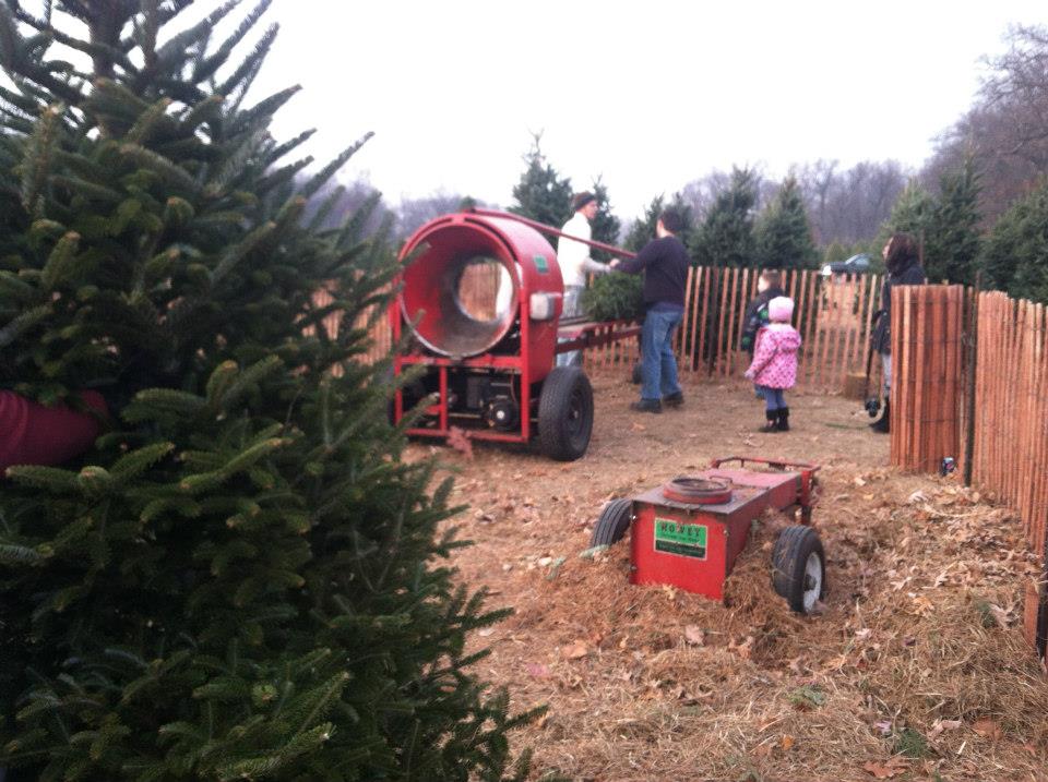 A Christmas Tree Love Story Rebecca Regnier